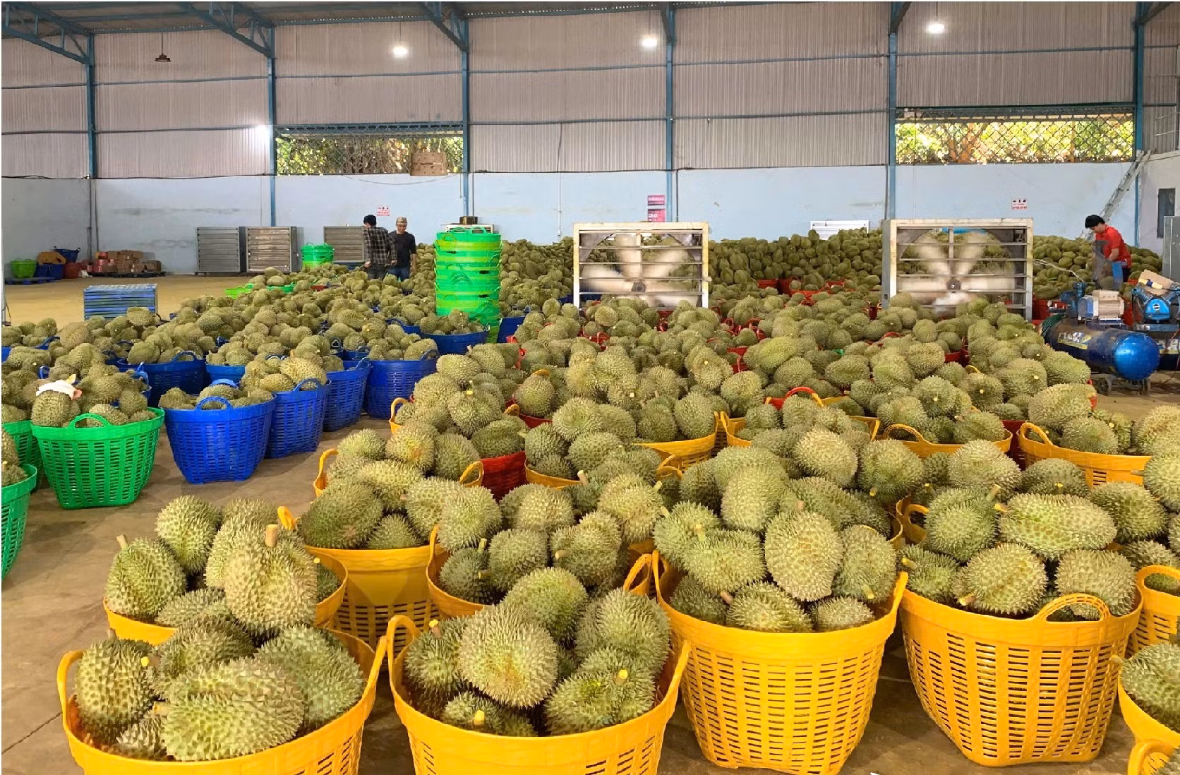 Hiệp hội sầu riêng Đắk Lắk kiến nghị “khẩn” gỡ khó cho sầu riêng -0