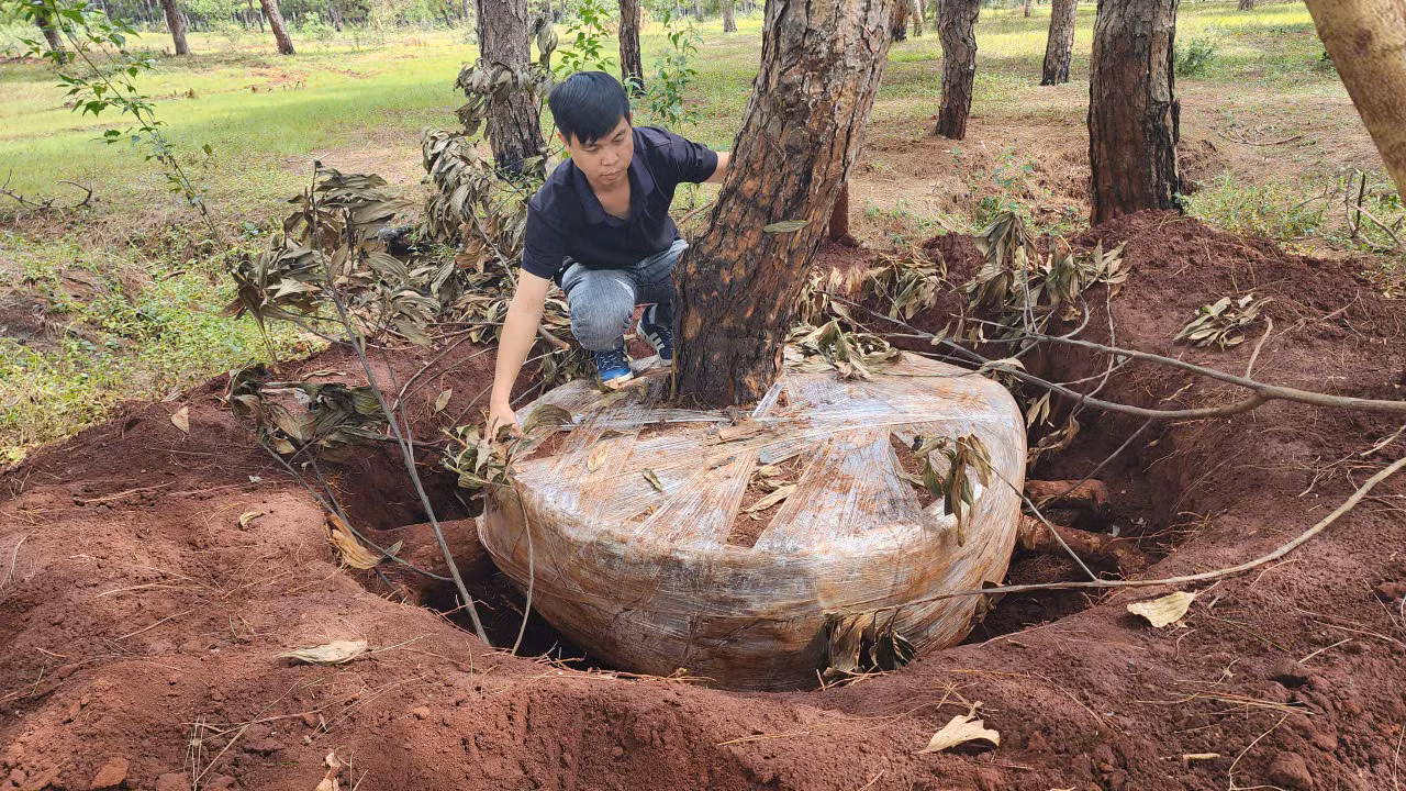 Gia Lai: Triển khai ngay các giải pháp bảo vệ rừng thông quý -0