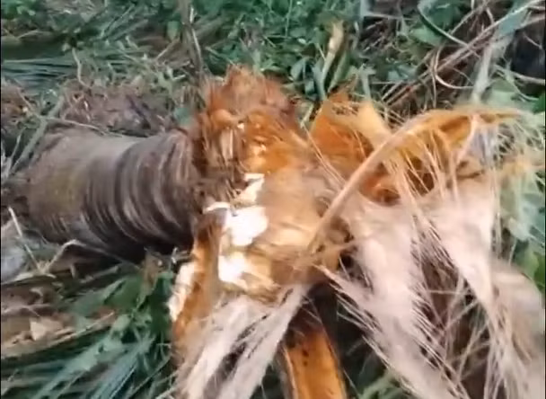Người dân bất an khi voi rừng liên tiếp xuất hiện phá hoại hoa màu -0
