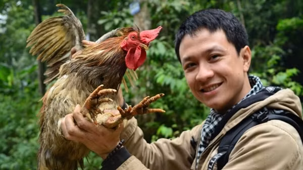 Tới Xuân Sơn “săn” gà chín cựa