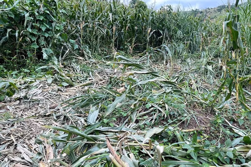 Lâm Đồng cảnh báo voi rừng tấn công người dân -0