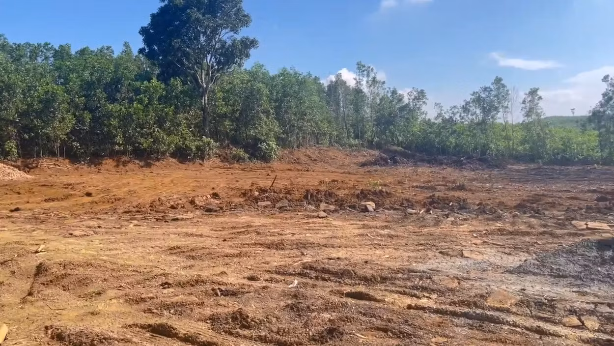  Từ phản ánh của Báo CAND, trạm cân kiểm, thu mua cây gỗ keo “mọc” lên trái phép đã được thu dọn -0