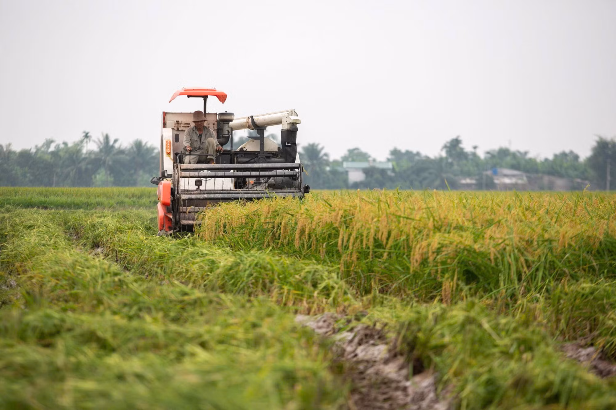 Hải Dương thu hoạch lúa đông xuân ở huyện đầu tiên -0