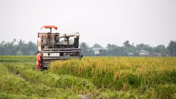 Hải Dương thu hoạch lúa đông xuân ở huyện đầu tiên