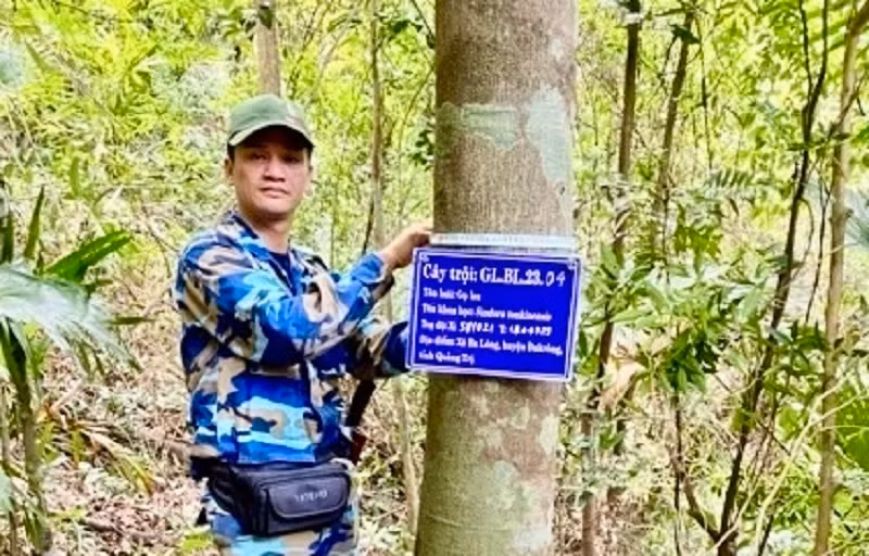 Đi tìm “cây trội” giữa đại ngàn rừng Đakrông -0