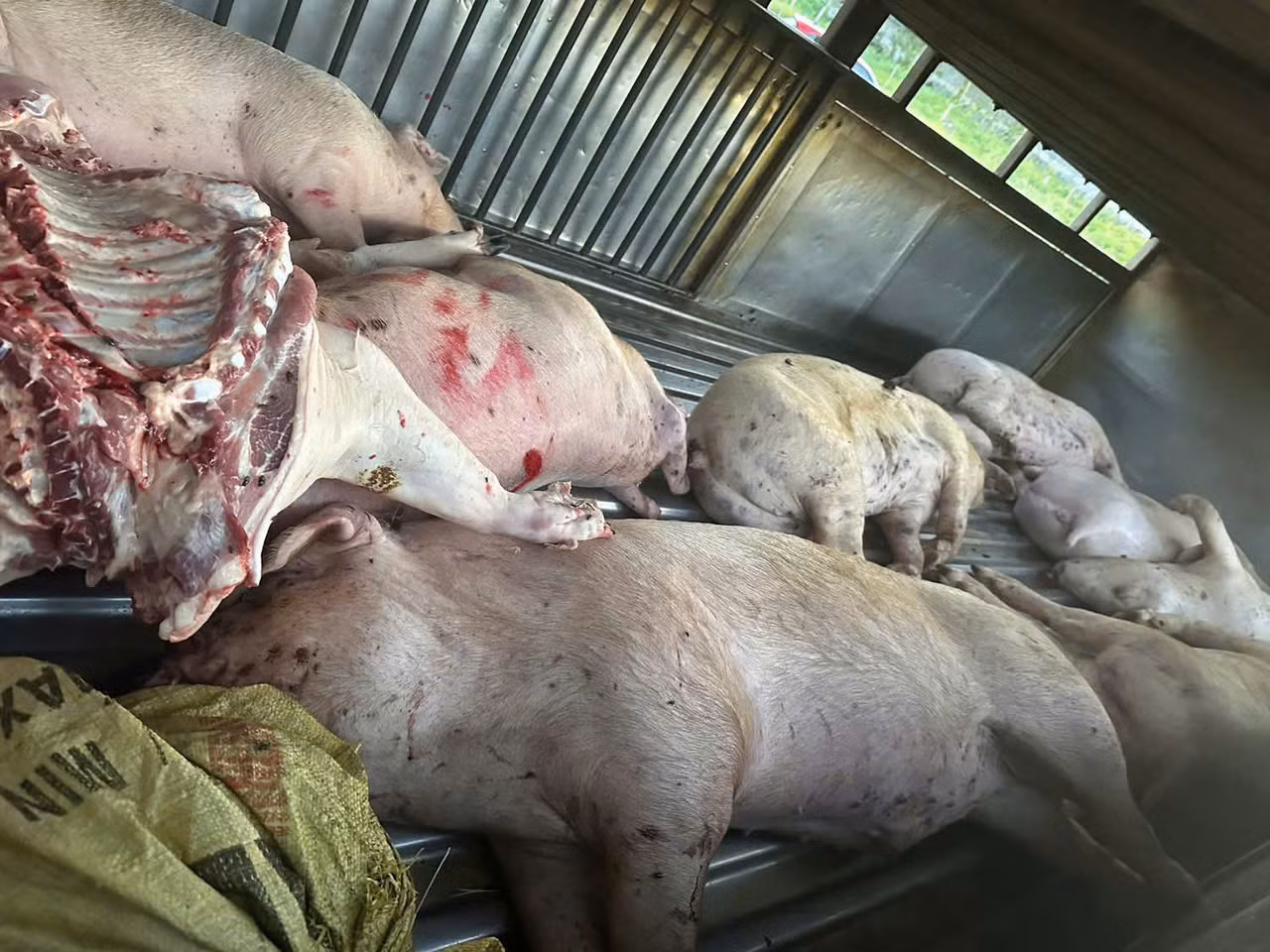 Đưa 9 con heo chết vào lò mổ tiêu thụ -0