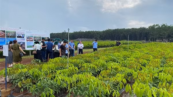 Sáng mãi truyền thống Cao su Đồng Nai anh hùng