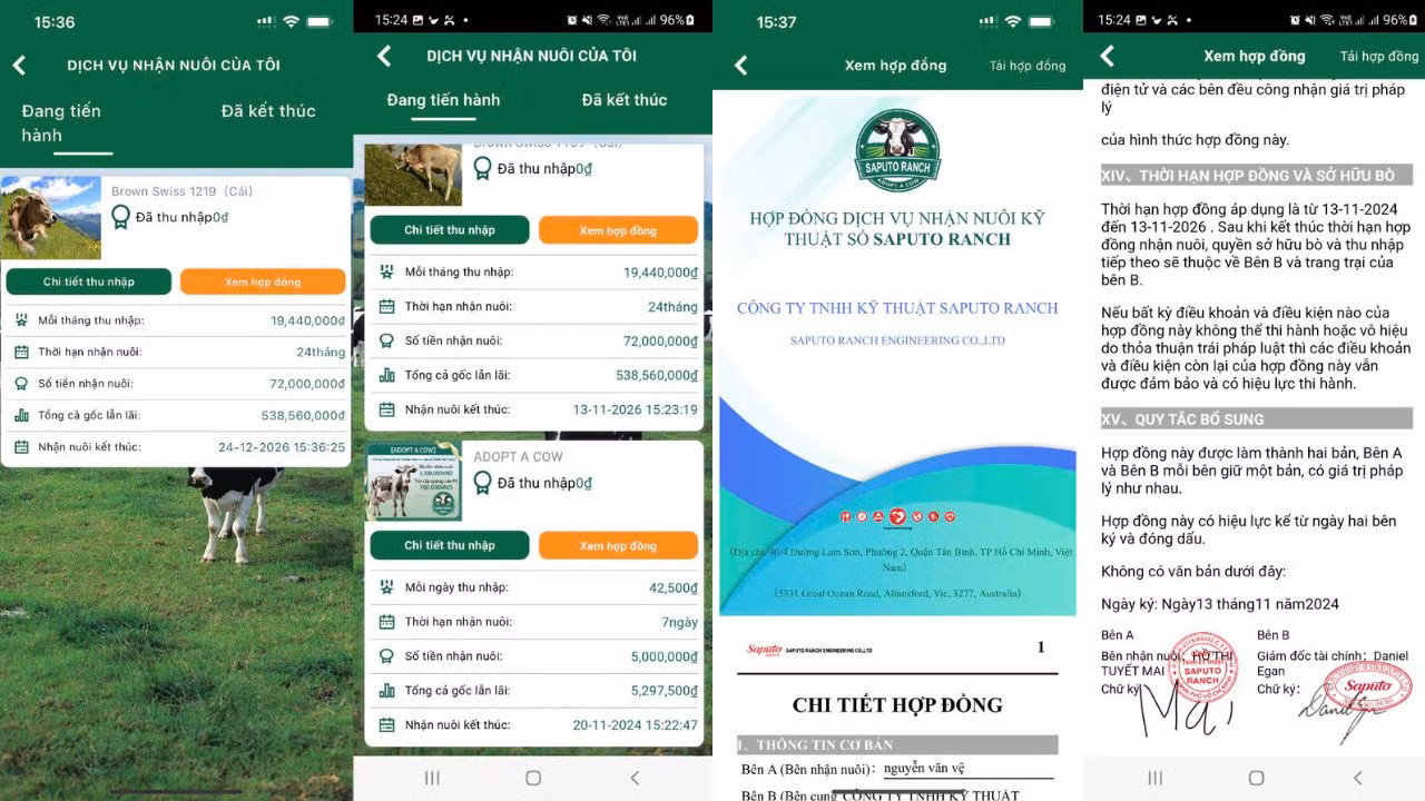 Mất tiền tỷ vì nuôi bò kỹ thuật số -0
