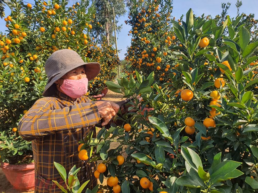 Tưng bừng mùa quất Tết Hội An -0