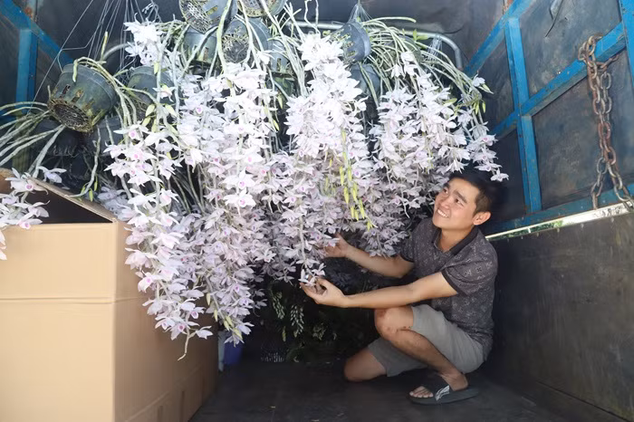 Lan rừng “cháy hàng” ngày cận Tết -0