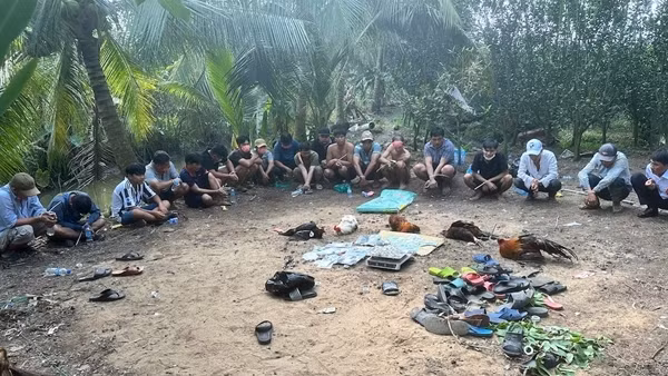 Triệt xóa sới bạc nằm sâu trong vườn cam