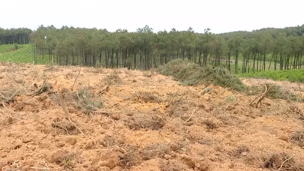 Nguyên Chủ tịch xã bị kỷ luật vì phá rừng
