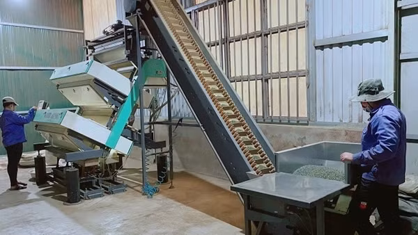 Đề nghị 5 doanh nghiệp xuất khẩu chè báo cáo quy trình sản xuất