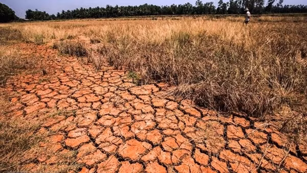 Khoảng 10.000ha cây trồng nguy cơ gặp hạn hán, thiếu nước