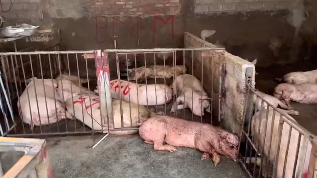Phát hiện cơ sở giết mổ gia súc có 31 con lợn có triệu chứng bị bệnh và sản phẩm động vật không đảm bảo vệ sinh -0