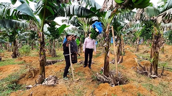 Hiệu quả giảm nghèo bền vững tại miền núi của Thừa Thiên Huế