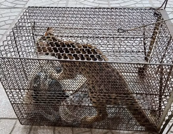 Phong Nha Kẻ Bàng tiếp nhận 2 cá thể động vật đặc biệt quý hiếm -0