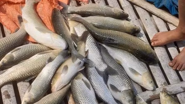 Công bố nguyên nhân cá chết bất thường trên sông Mã
