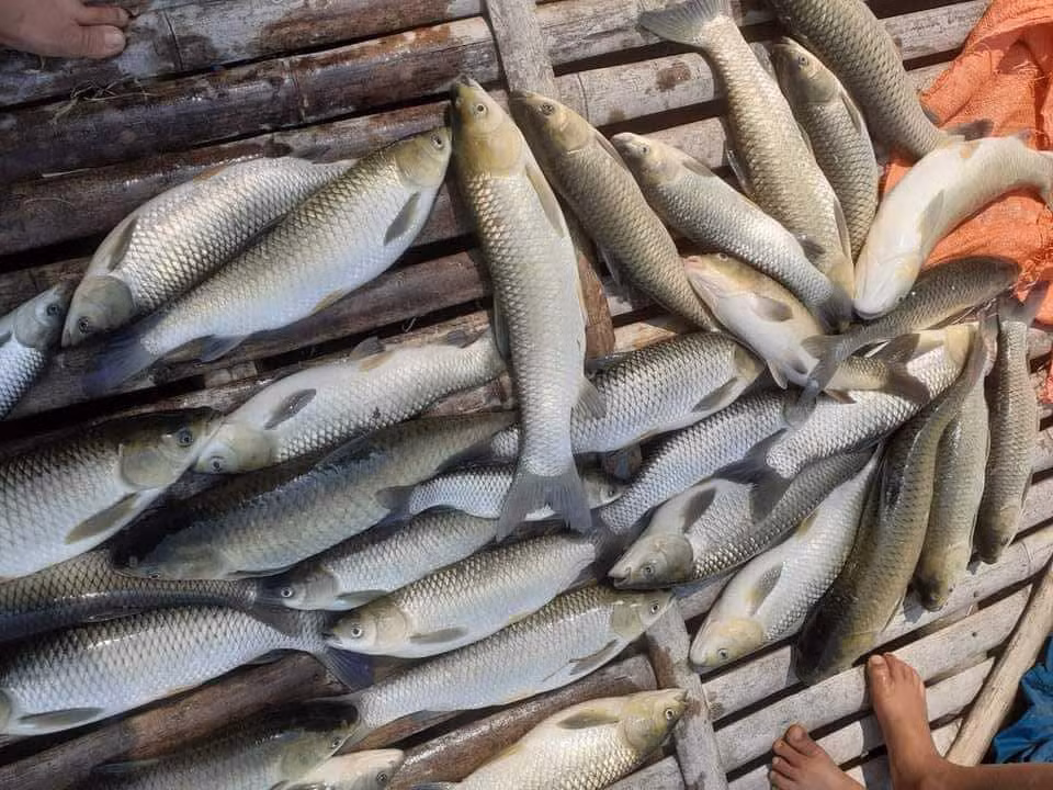 Công bố nguyên nhân cá chết bất thường trên sông Mã -0