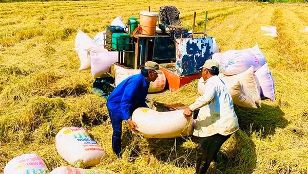 Vai trò của thương lái trong liên kết bền vững chuỗi giá trị lúa gạo