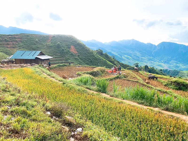 “Bức tranh” Sơn La ngày mùa -0
