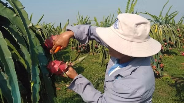 Thanh long Bình Thuận được bảo hộ chỉ dẫn địa lý tại Nhật Bản