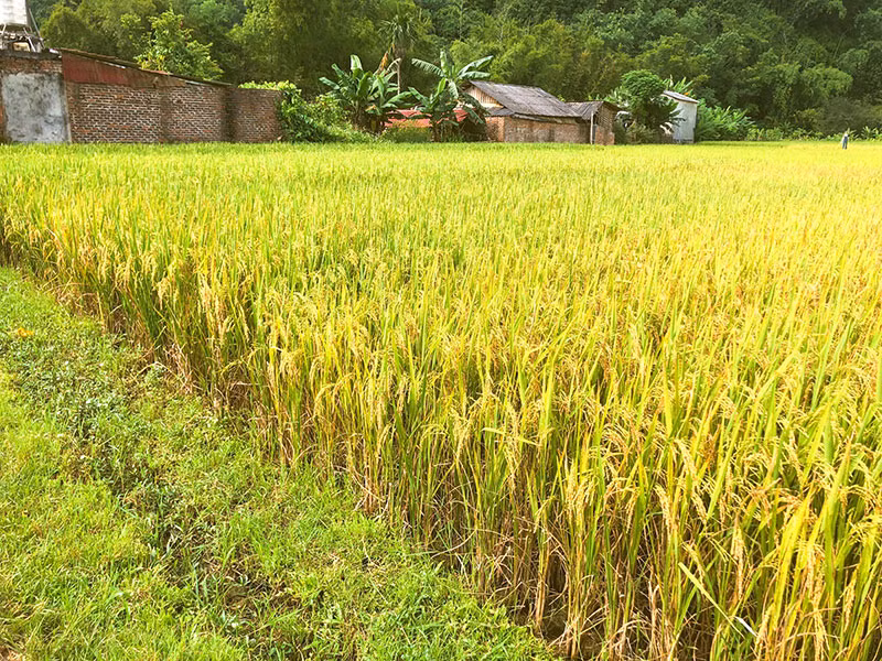 “Bức tranh” Sơn La ngày mùa -0