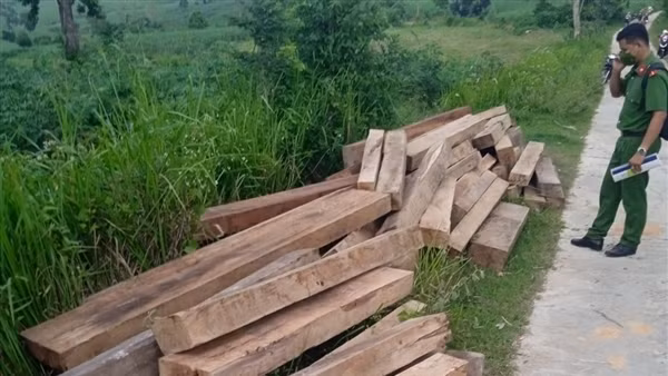Tạm đỉnh chỉ công tác nhân viên bảo vệ rừng cất giấu nhiều gỗ lậu
