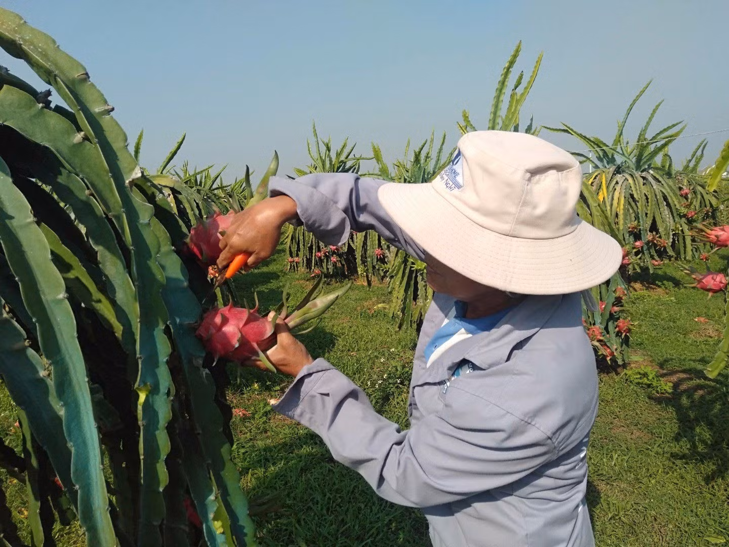 Thanh long Bình Thuận được bảo hộ chỉ dẫn địa lý tại Nhật Bản -0