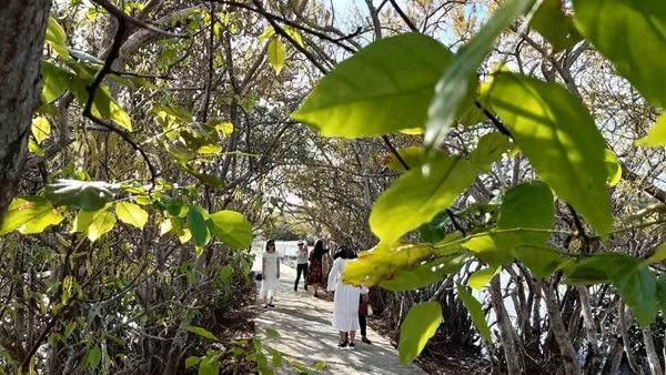 Hồi sinh rừng ngập mặn nguyên sinh Rú Chá