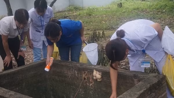 Gây giống muỗi để… chống sốt xuất huyết ảnh 3