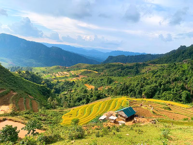 “Bức tranh” Sơn La ngày mùa -0