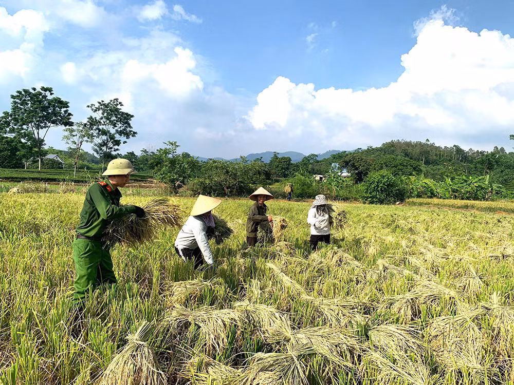 Công an xã giúp người dân thu hoạch lúa tránh thiên tai -5
