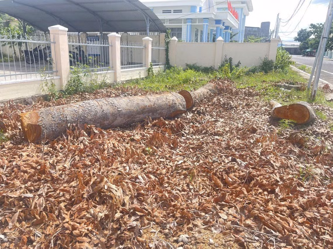 Hàng loạt cây cổ thụ tại một phường bị cưa bán trước ngày sáp nhập -0