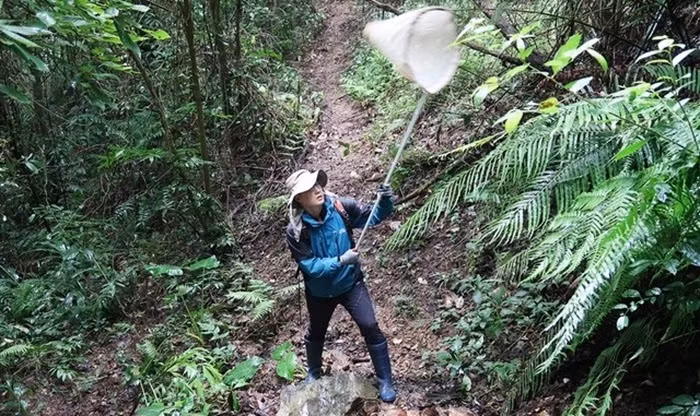 Độc đáo triển lãm côn trùng Việt Nam -0