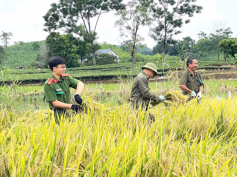 Công an xã giúp người dân thu hoạch lúa tránh thiên tai -1
