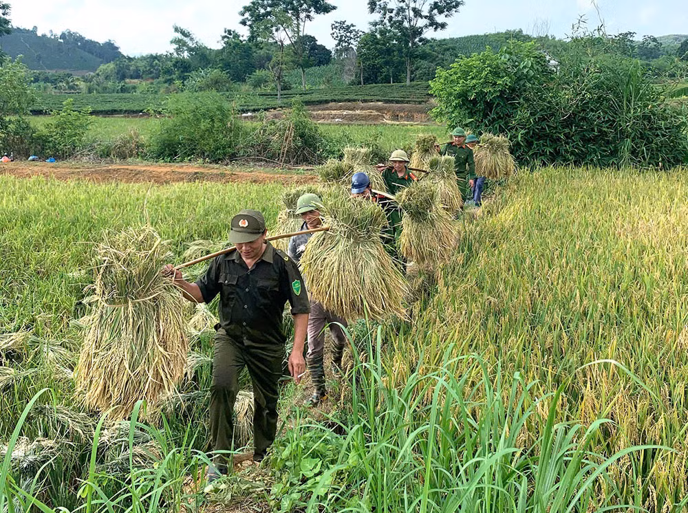 Công an xã giúp người dân thu hoạch lúa tránh thiên tai -6