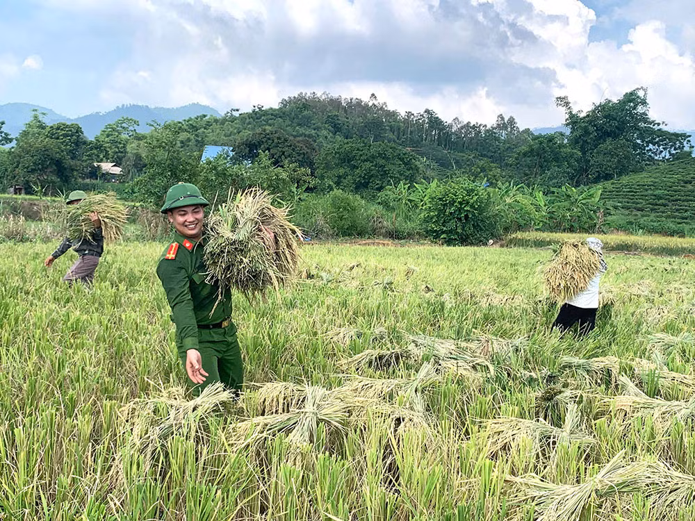 Công an xã giúp người dân thu hoạch lúa tránh thiên tai -2