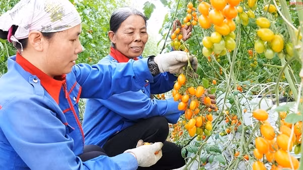Từ 1/7 sẽ tiến hành tổng điều tra nông thôn, nông nghiệp