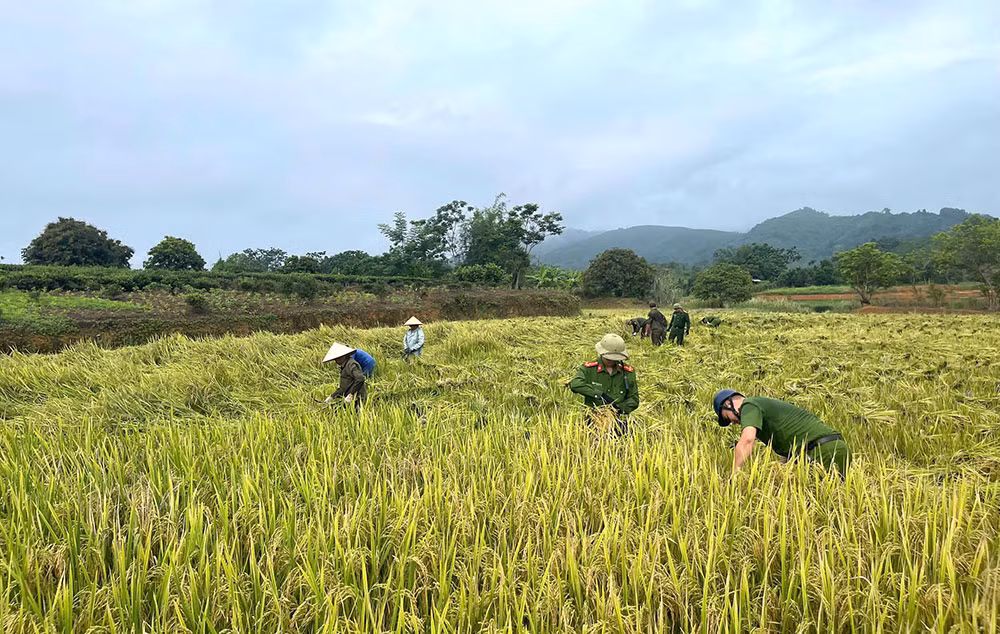 Công an xã giúp người dân thu hoạch lúa tránh thiên tai -3