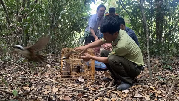Thả hàng trăm cá thể động vật quý hiếm về rừng