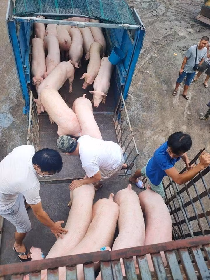 Giá gia súc nằm đáy, nhiều hộ chăn nuôi kiệt quệ -0