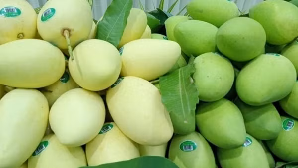 Việt Nam là thị trường cung cấp xoài lớn thứ 3 cho Hàn Quốc