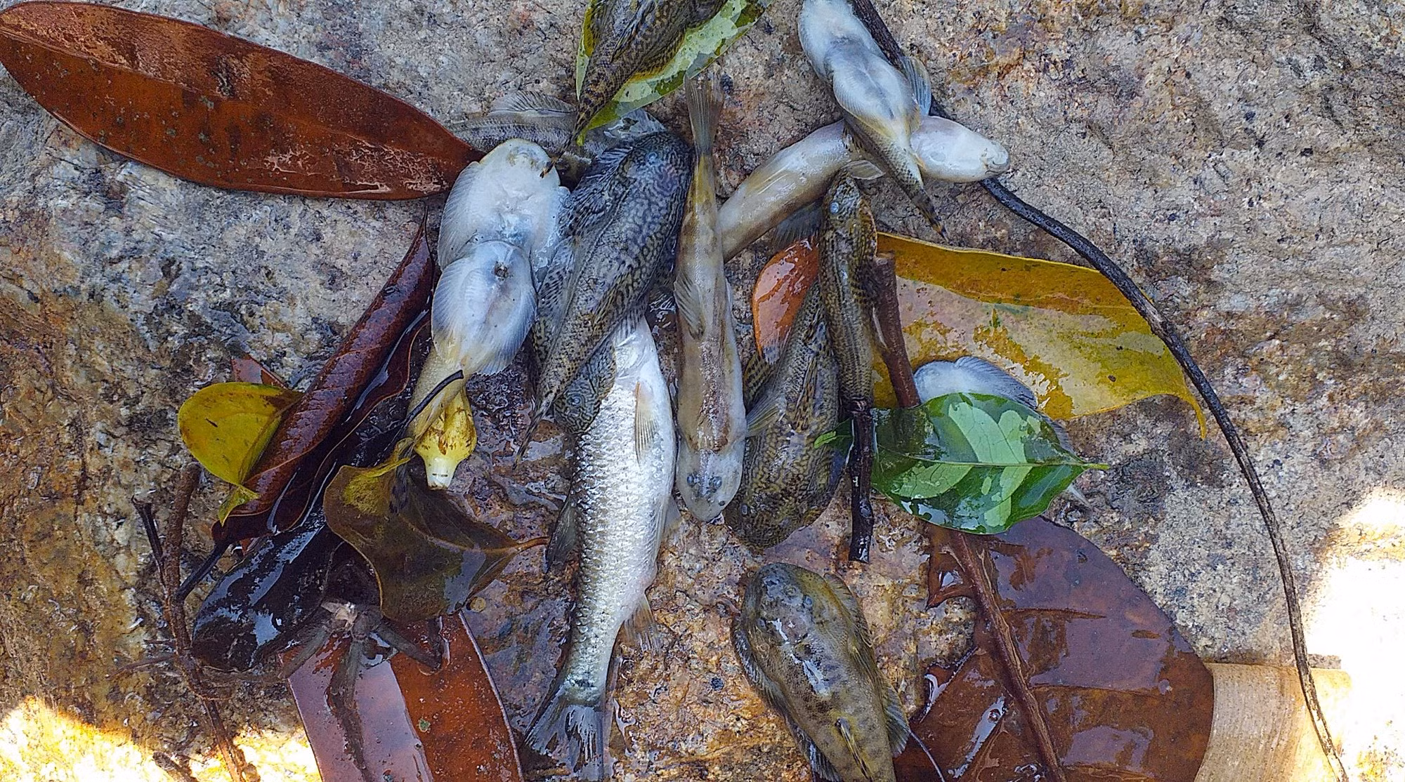 Điều tra nhóm đối tượng nghi dùng xyanua đánh bắt cá -0