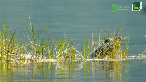 Một cá thể rùa Hoàn Kiếm tại hồ Đồng Mô bị chết
