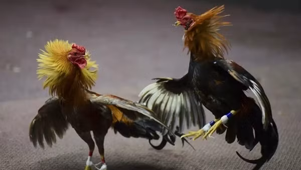Cãi vã sau trận chọi gà, hai người bị bắn chết