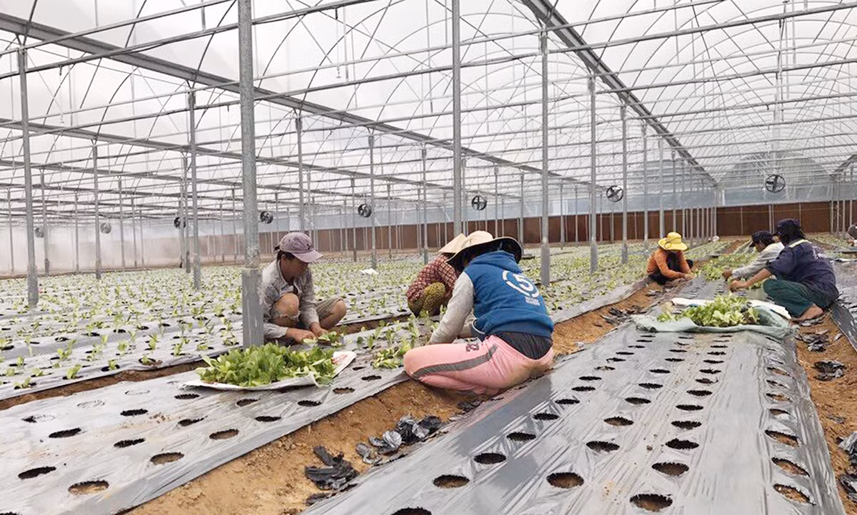 Nông sản Việt vượt nửa vòng trái đất chinh phục khách hàng -0