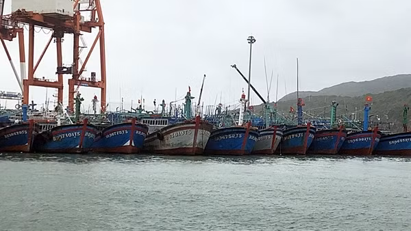 Bình Định ứng dụng nhật ký điện tử trong việc truy xuất nguồn gốc thủy sản