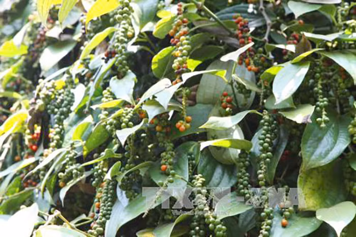 Bình Phước: Tiêu vừa mất mùa vừa mất giá -0