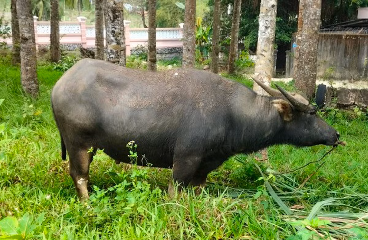 Truy bắt đối tượng lái ô tô tải từ Đăk Lăk xuống Phú Yên dắt trộm đàn bò -0